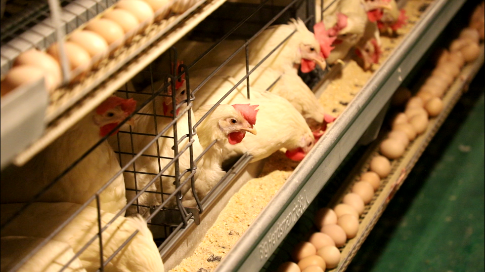 春季商品蛋鸡传染性鼻炎的防控措施